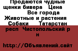 Продаются чудные щенки бивера › Цена ­ 25 000 - Все города Животные и растения » Собаки   . Татарстан респ.,Чистопольский р-н
